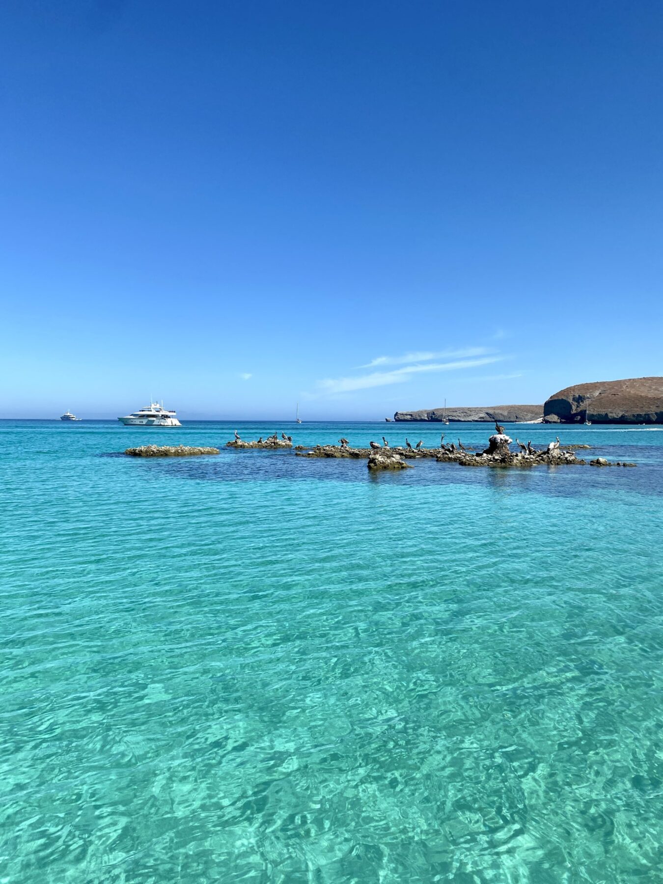 things to do in Cabo San Lucas, whale shark diving