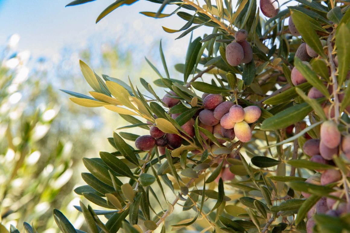 olive trees