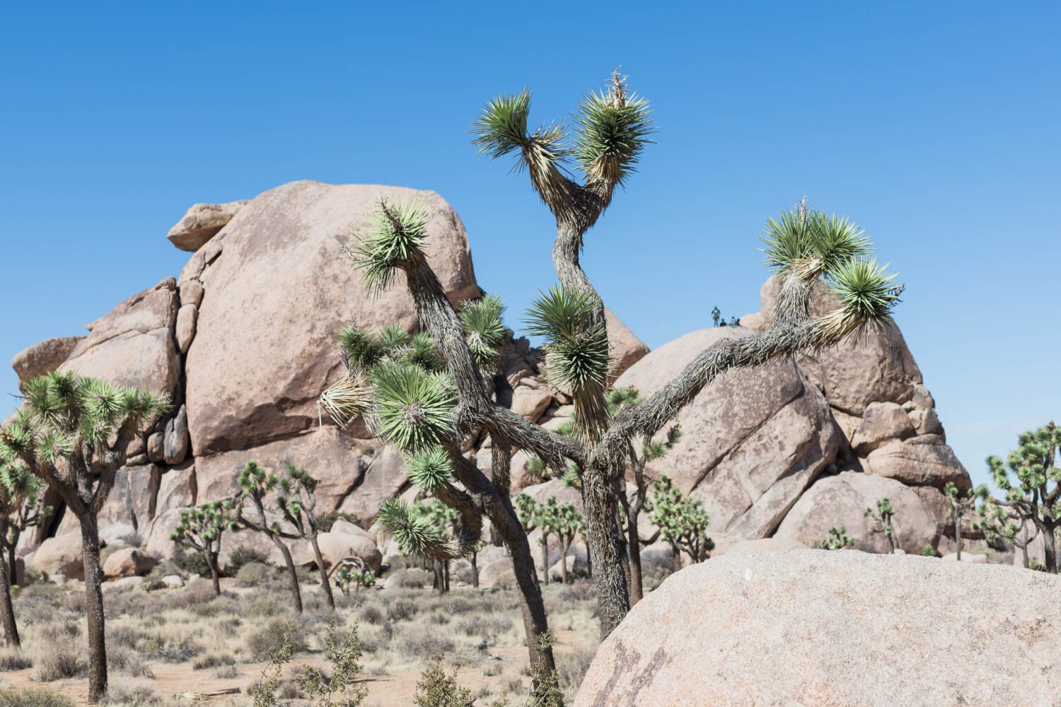 Joshua Tree National Park Guide - texaztaste